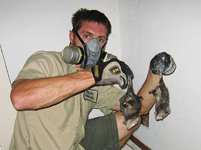 Free Dead Animal Removal in Houston Texas, Harris County TX
